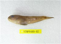 藏品(雲紋鰕虎)的圖片